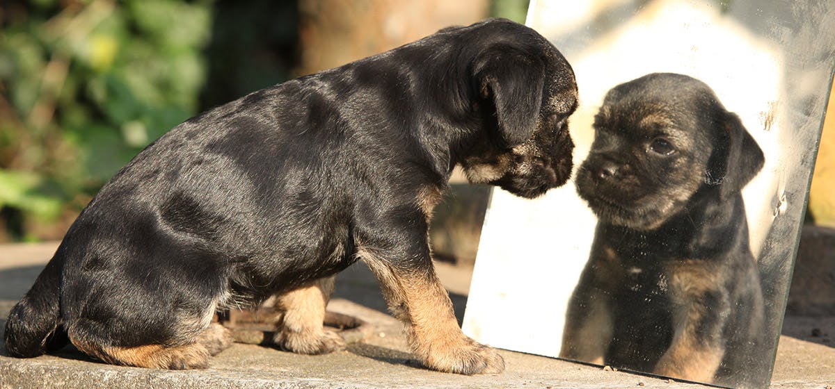 do dogs understand reflections