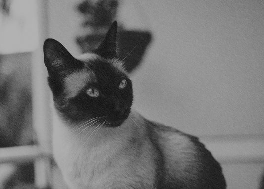 cat memorial gifts