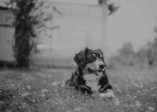 What to give someone who lost a pet