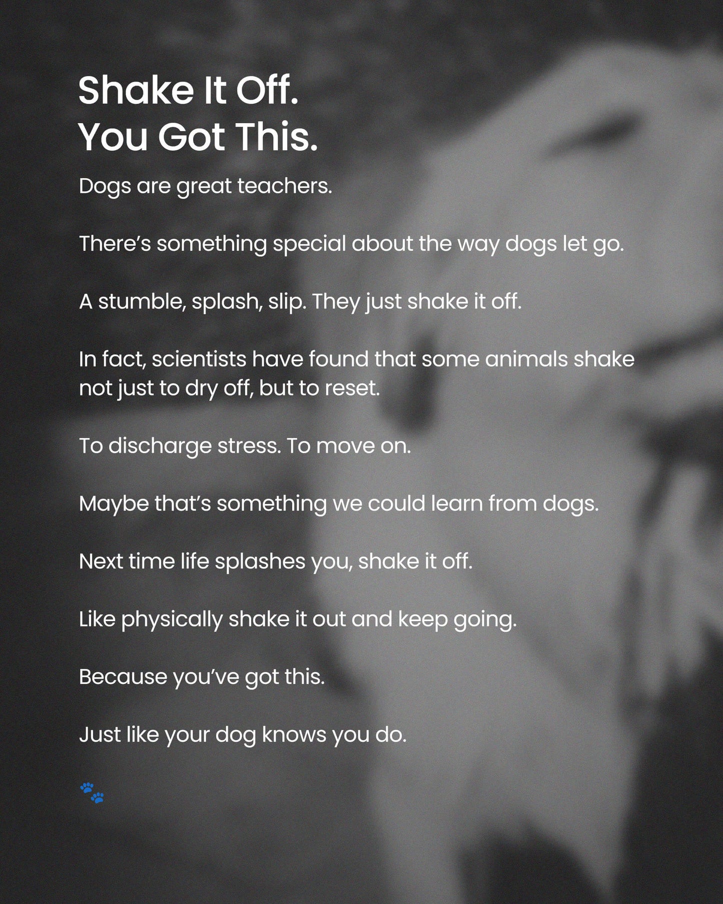 dog, dog art, dog mom, dog dad, gift for dog mom, gift for dog dad, golden retriever, golden retriever art, black and white art, dog wall art, inspirational dog quote, meaningful dog gift, pet lover gift, muddy dog, smiling dog, dog photography print, motivational dog poster, dog decor, dog lover wall art
