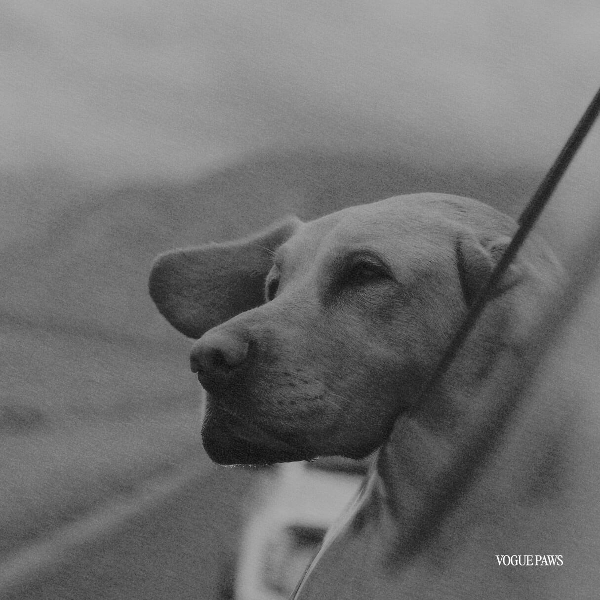 What To Give Someone Who Lost A Pet Vogue Paws what-to-give-someone-who-lost-a-pet-vogue-paws