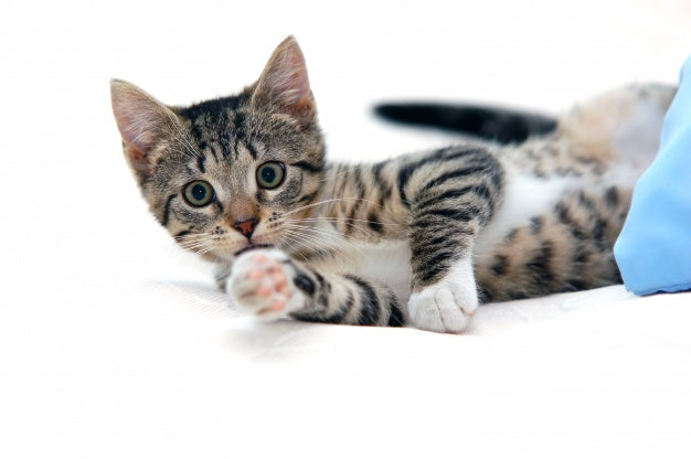 5 Tips For A Healthy And Happy Kitten