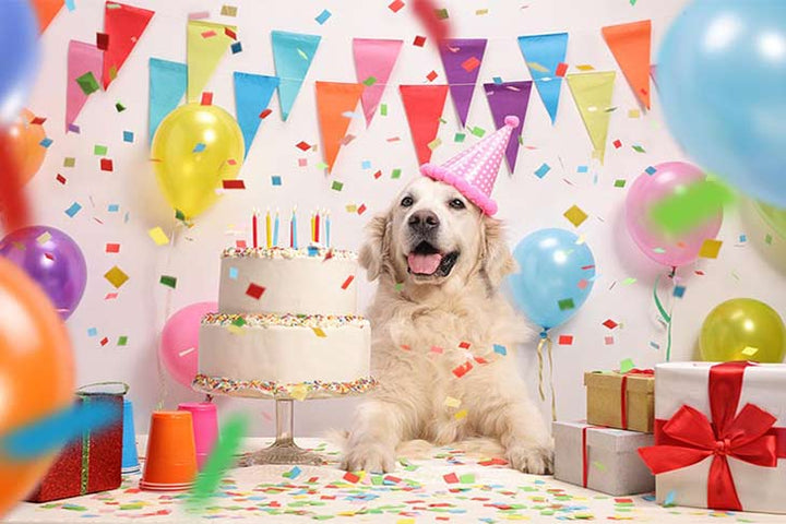 How to Celebrate Your Dog's Birthday