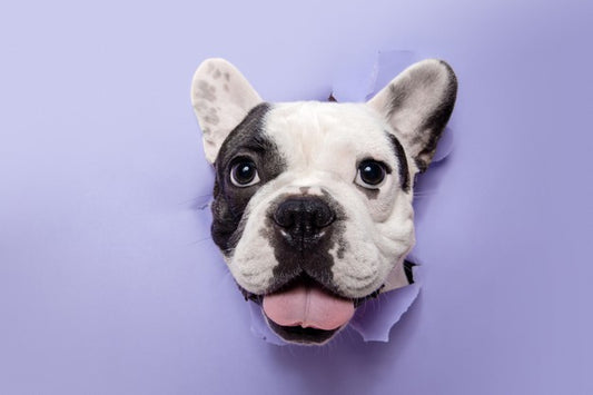 5 Ways To Keep Your Dog Happy And Healthy